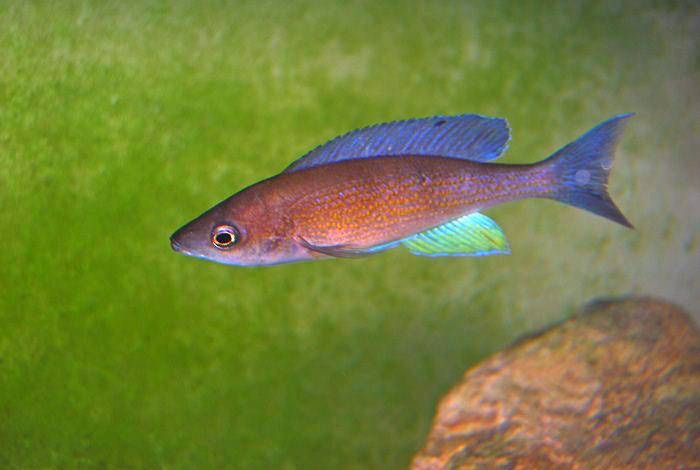 Cyprichromis pavo 'Moliro'